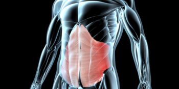 Κοιλιακό τοίχωμα: Ανατομία